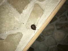 Platycoris bipunctatus