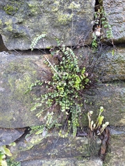 Asplenium trichomanes