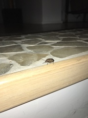 Platycoris bipunctatus