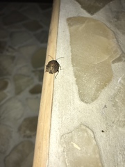 Platycoris bipunctatus