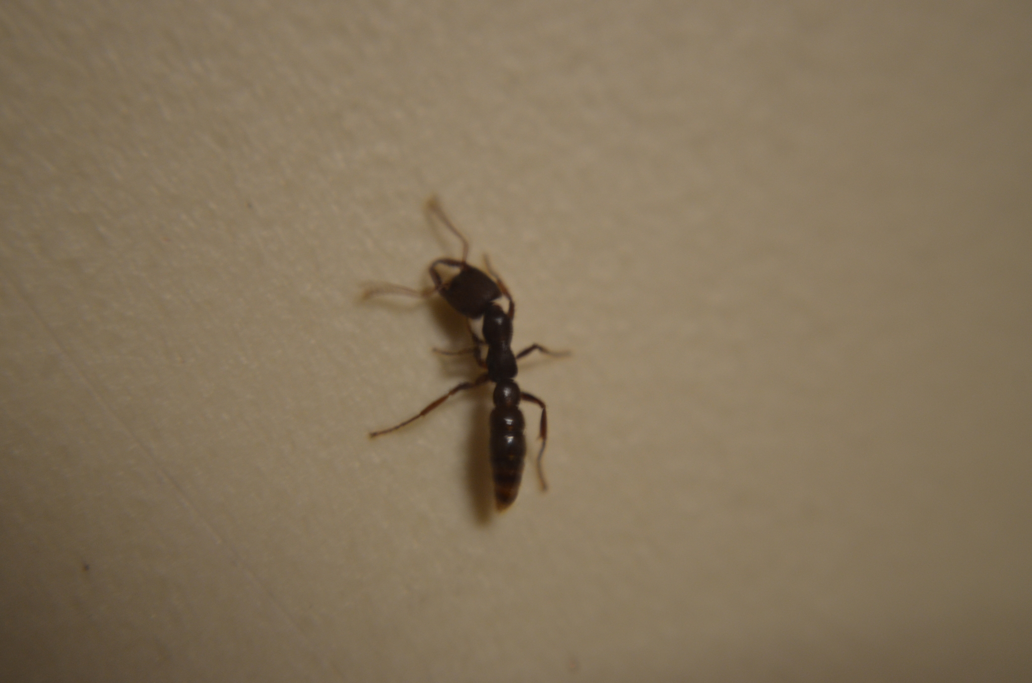 Stigmatomma rothneyi