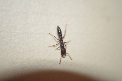 罗氏点猛蚁Stigmatomma rothneyi