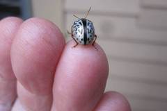 Calligrapha vicina