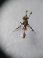 Physocephala vittata