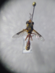 Physocephala vittata