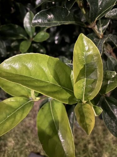 Ligustrum ovalifolium iNat (1)