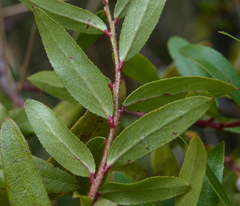 Gaultheria appressa