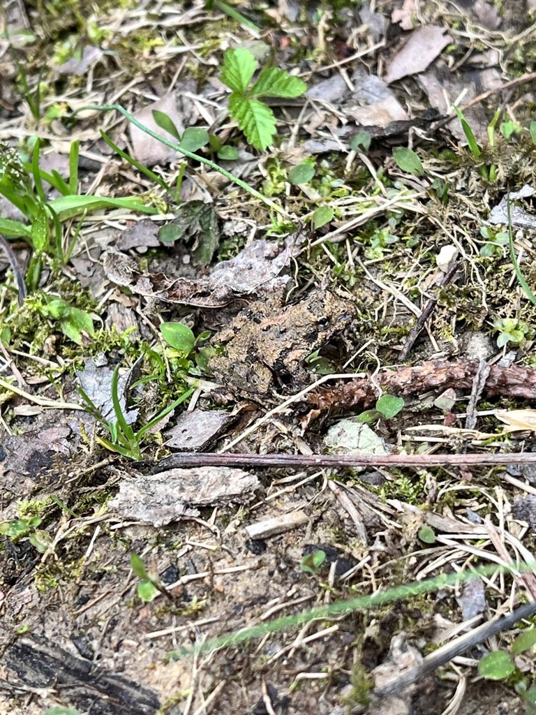 Frogs and Toads in December 2023 by durham_nc. ecoEXPLORE Username