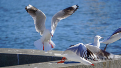 Chroicocephalus novaehollandiae