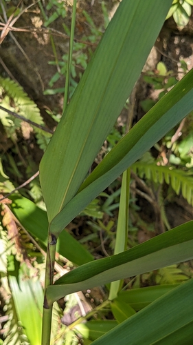 Image of Thysanolaena latifolia by (c) Cheng-Te Hsu, some rights reserved (CC BY)