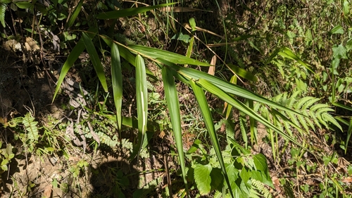 Image of Nepalese Broom Grass (Thysanolaena latifolia) by (c) Cheng-Te Hsu, some rights reserved (CC BY)