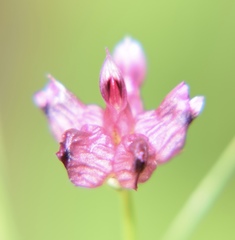 Trifolium depauperatum