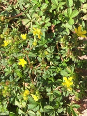 Potentilla centigrana