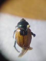 Anisoplia austriaca