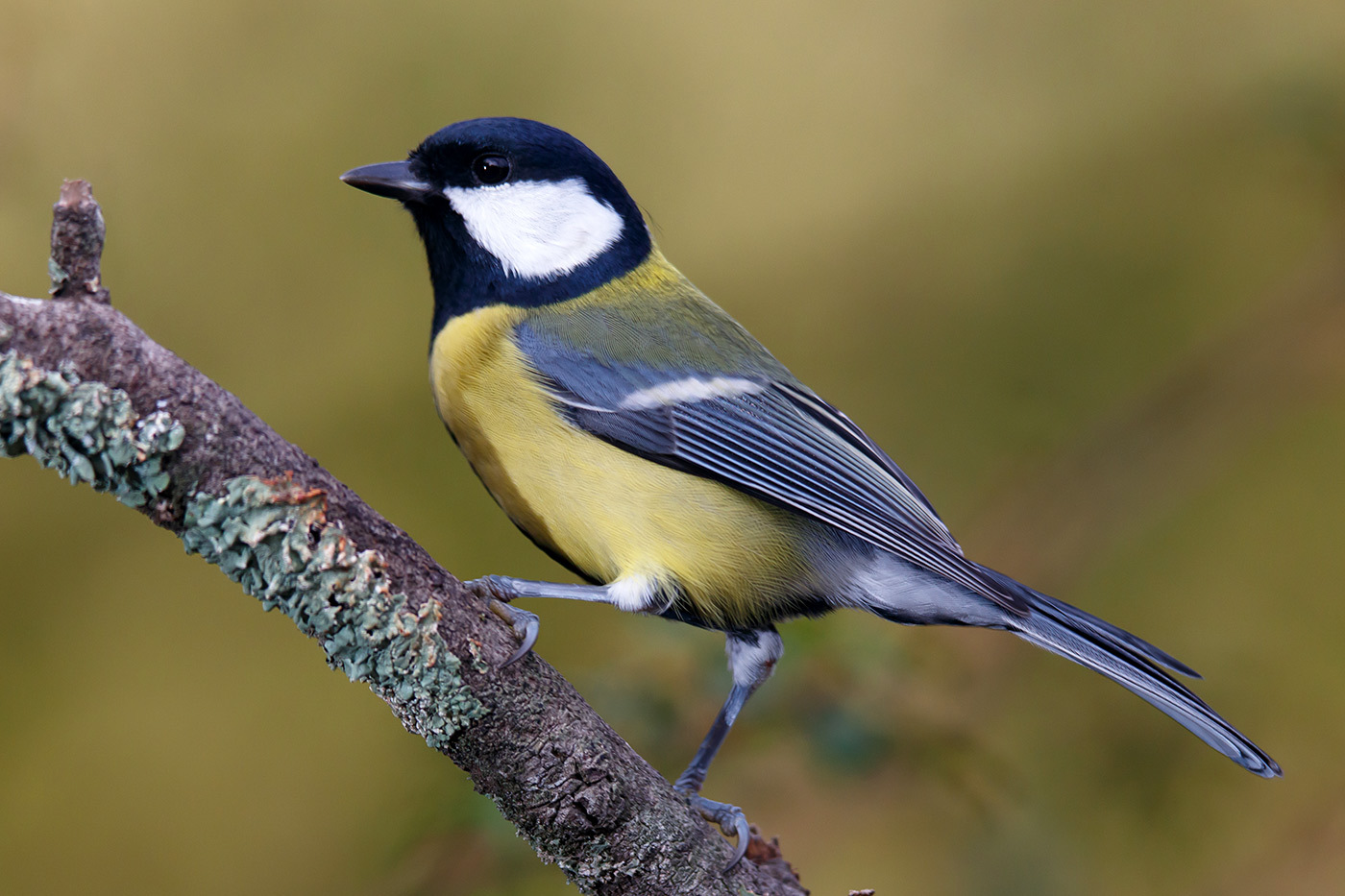 Birds Great Tit Parus Major In The Family Paridae A Widespread