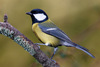 Great Tit - Photo (c) Oscar Valencoso - Salomé Planas, some rights reserved (CC BY-NC)