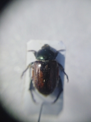 Anisoplia austriaca