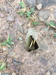 Abisara fylla