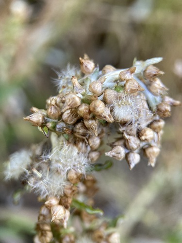 Gamochaeta americana