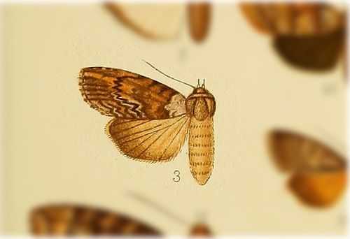 Iscadia producta