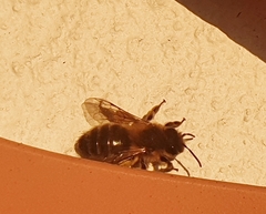 Andrena