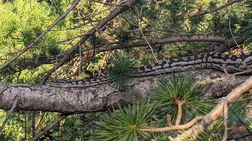 Inland Carpet Python sighting