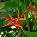 Heliconia × rauliniana - Photo (c) Alejandro  Bayer Tamayo, algunos derechos reservados (CC BY-SA)