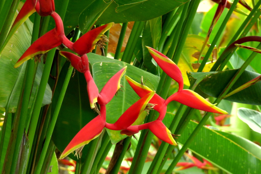 Heliconia rauliniana (Heliconia rauliniana)