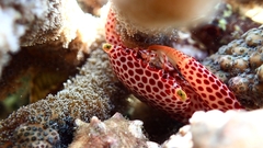 Trapezia rufopunctata