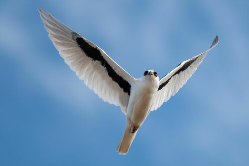 Letter-winged Kite (Elanus scriptus), photo 7