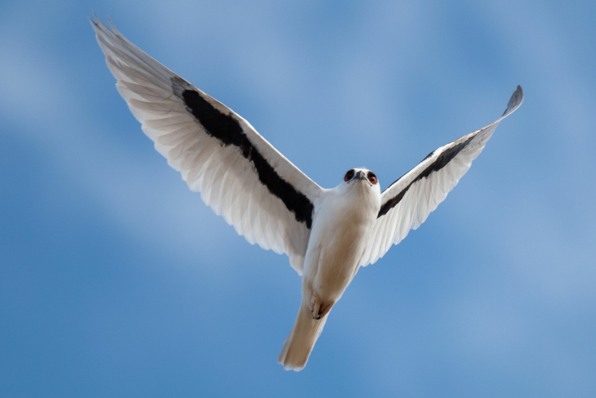 Letter-winged Kite (Elanus scriptus), photo 8