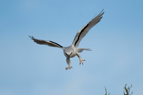 Letter-winged Kite (Elanus scriptus), photo 8