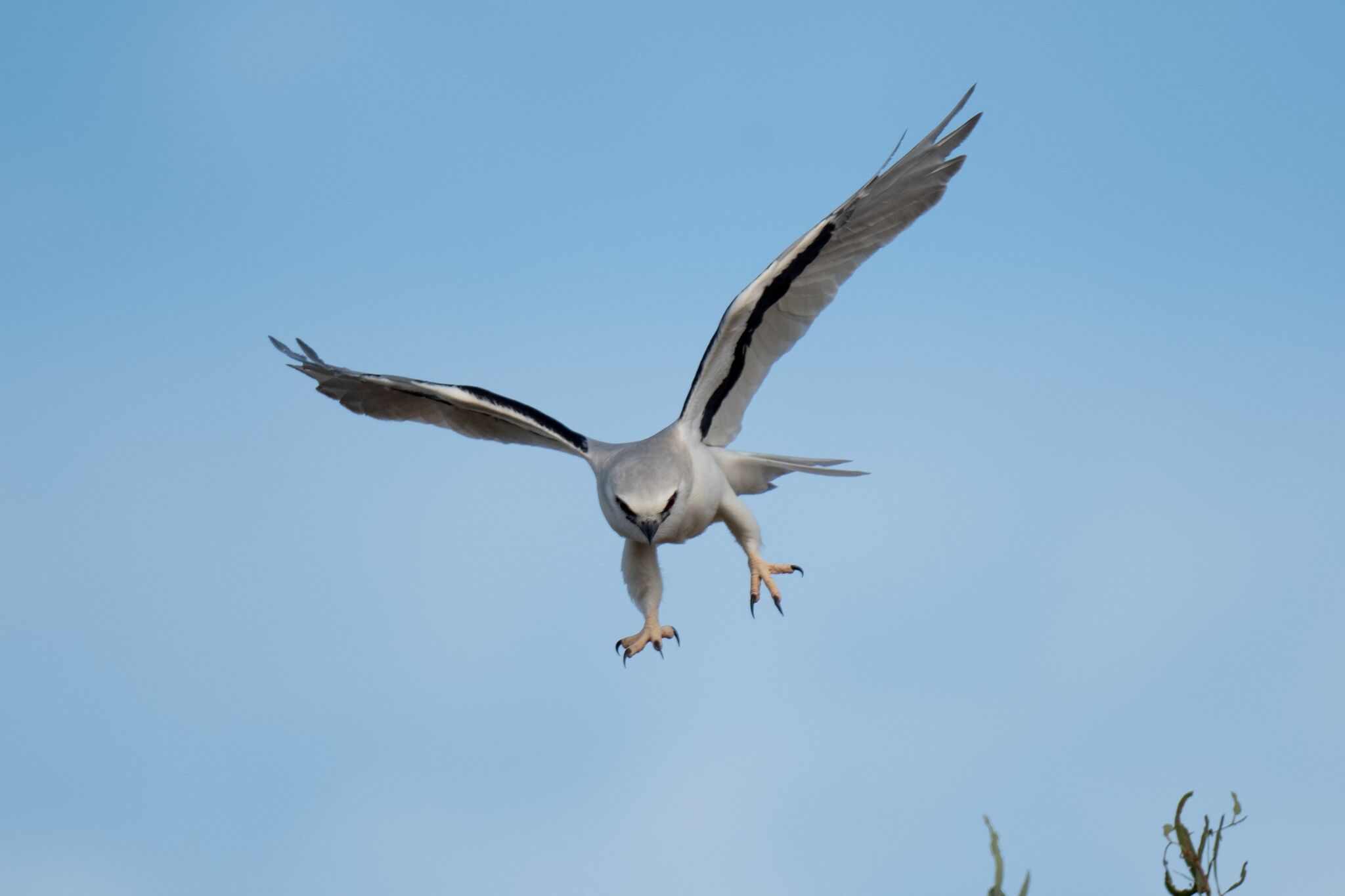 Letter-winged Kite (Elanus scriptus), photo 9