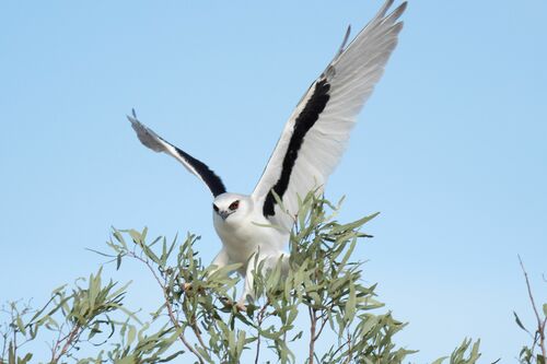 Letter-winged Kite (Elanus scriptus), photo 9