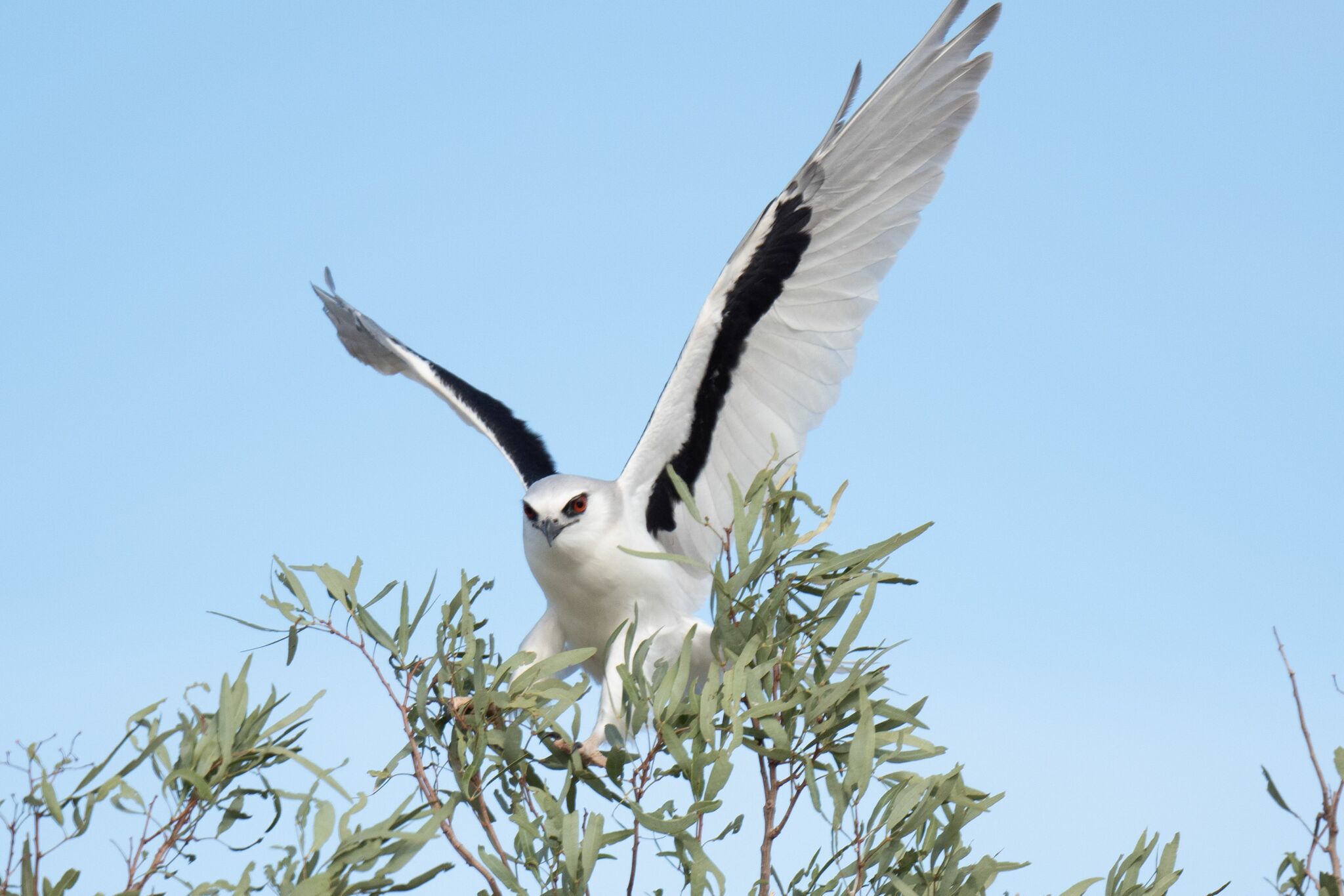 Letter-winged Kite (Elanus scriptus), photo 10
