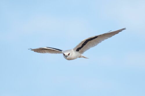 Letter-winged Kite (Elanus scriptus), photo 10
