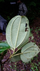 Dichaetanthera