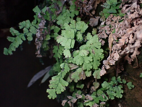 Adiantum capillus-veneris