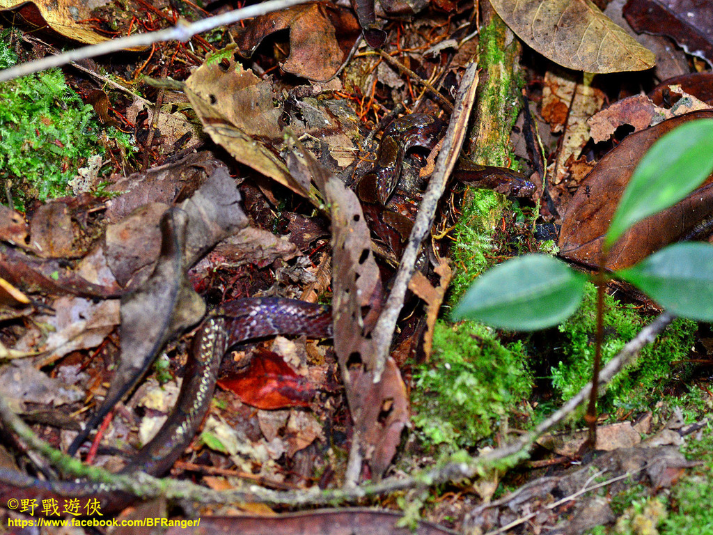 Jozefina porno filmini onlayn tomosha qiling