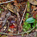 環紋小頭蛇 - Photo 由 Kinmatsu Lin 所上傳的 (c) Kinmatsu Lin，保留部份權利CC BY-NC