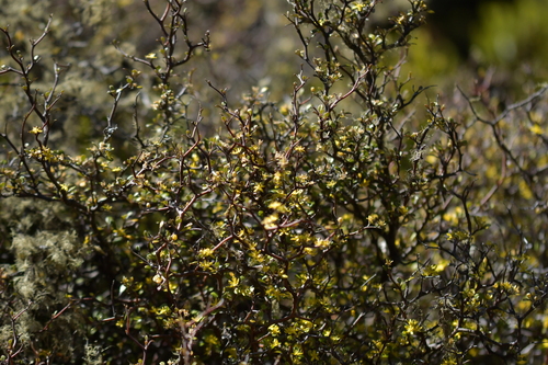 Corokia cotoneaster (Corokia cotoneaster)