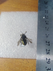 Anthidium septemspinosum