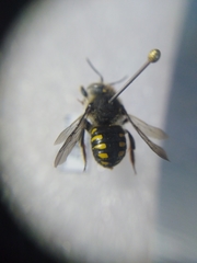 Anthidium septemspinosum