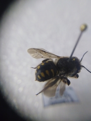 Anthidium septemspinosum
