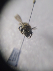 Anthidium septemspinosum