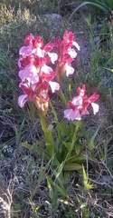 Anacamptis papilionacea grandiflora