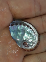 Haliotis coccoradiata