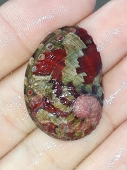 Haliotis coccoradiata