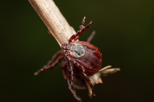 Ornate Cow Tick