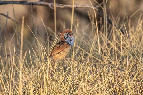 Rufous-crowned Emu-wren (Stipiturus ruficeps)